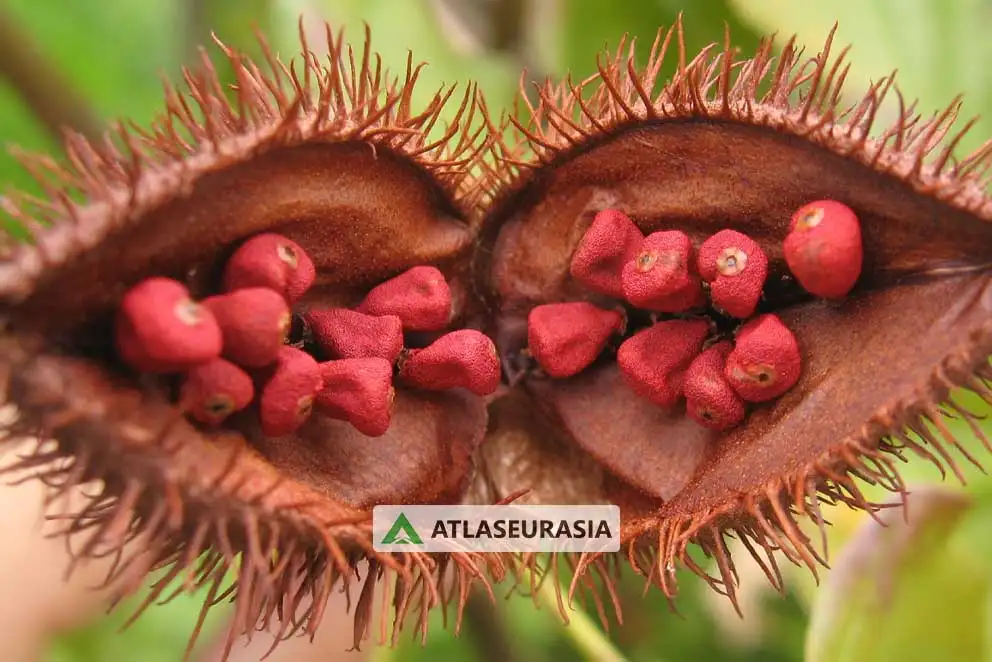 رنگ طبیعی - رنگ آناتو 