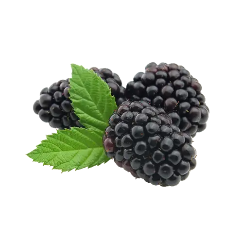 اسانس شاه‌توت