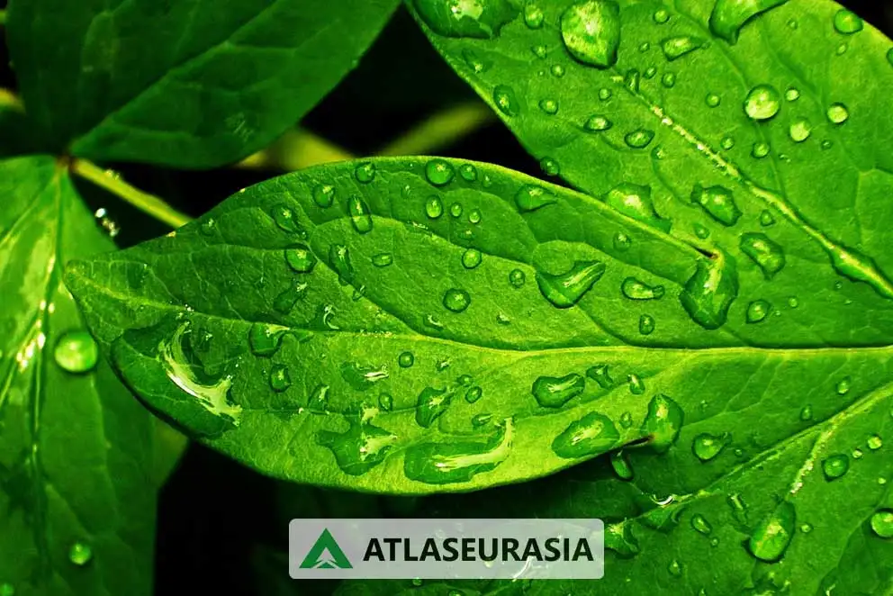 رنگ طبیعی کلروفیل 