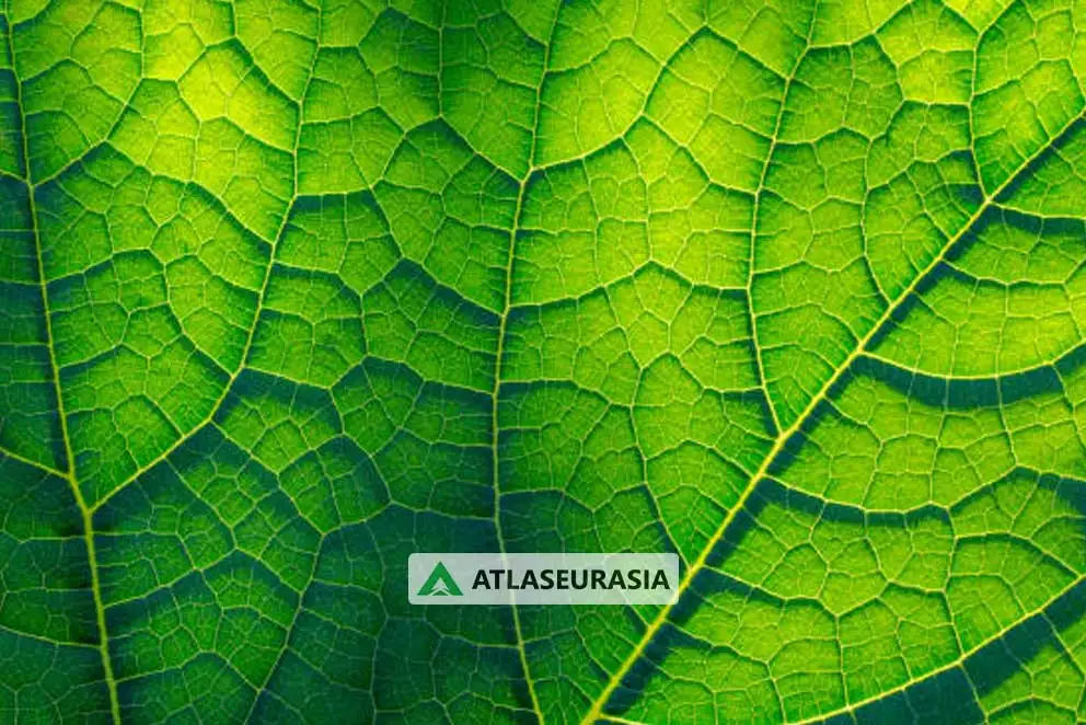 رنگ طبیعی - رنگ کلروفیل