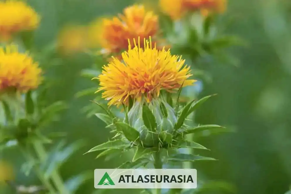 رنگ کارتاموس