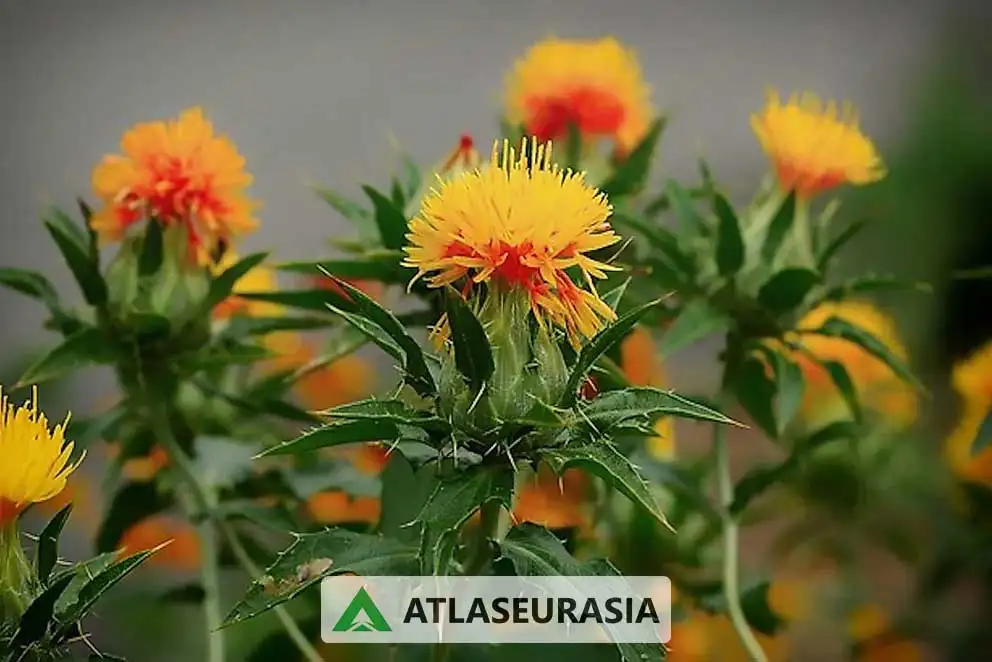 رنگ کارتاموس