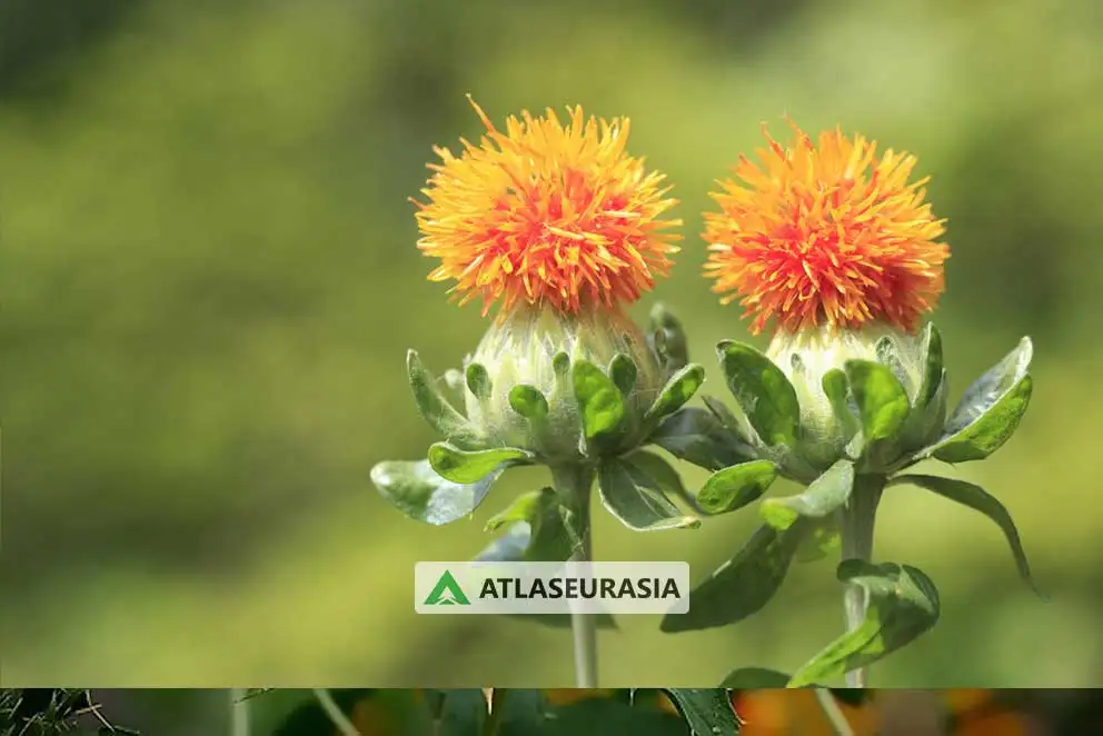 رنگ طبیعی -  کارتاموس