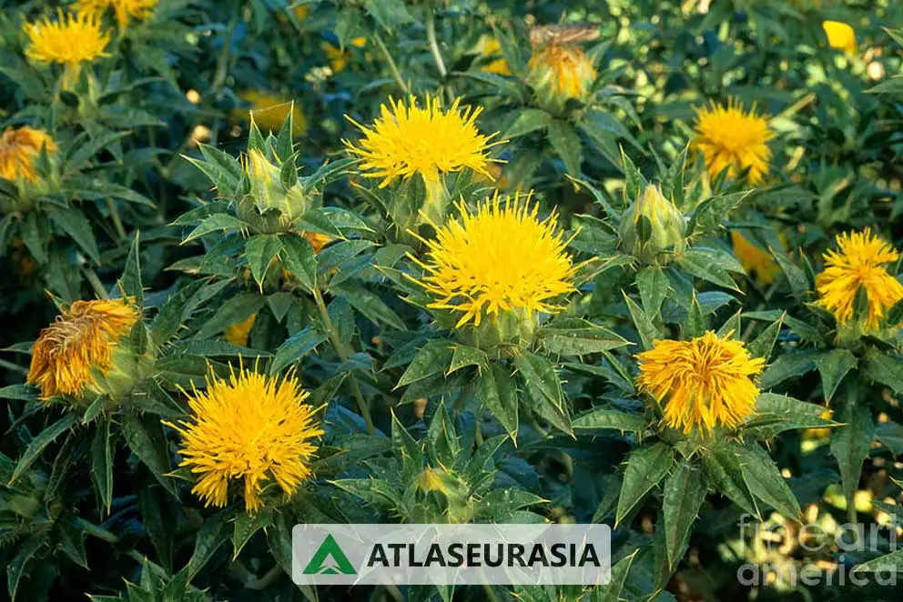 رنگ کارتاموس