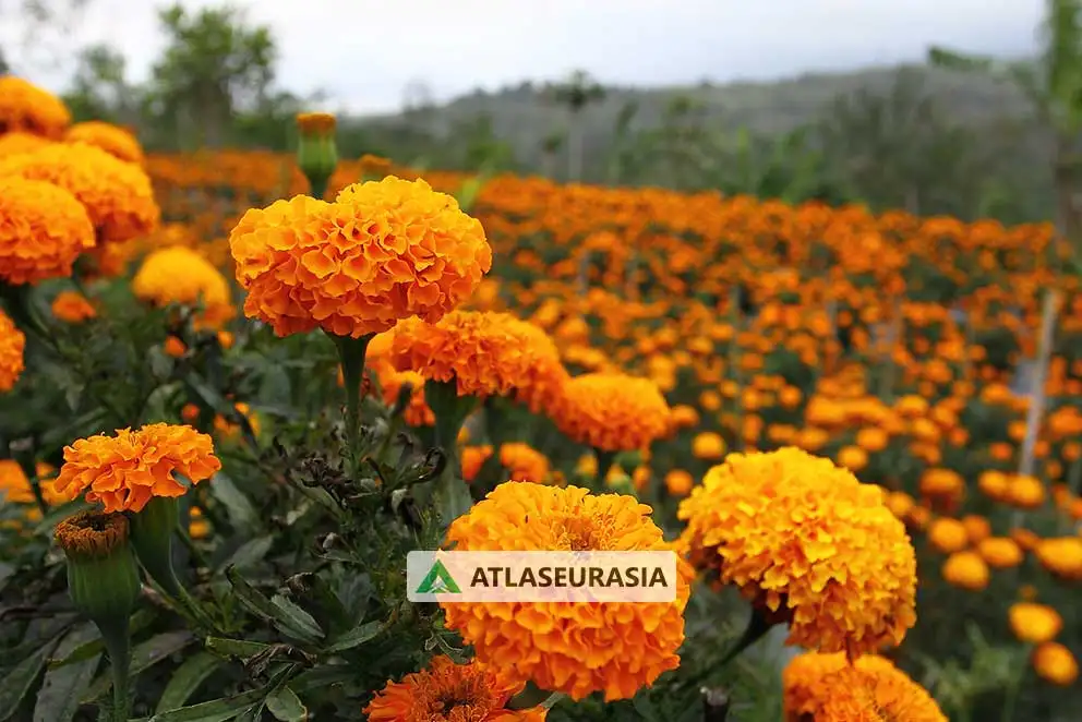 رنگ طبیعی -  لوتئین