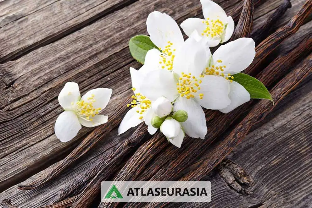 اسانس وانیل