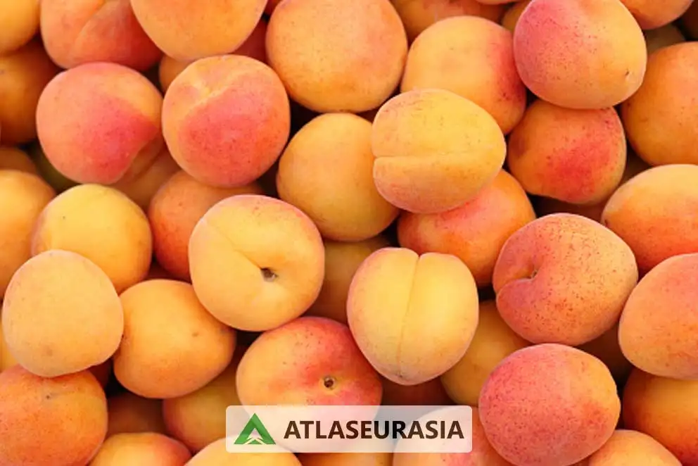 اسانس زردآلو