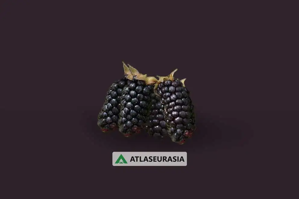 اسانس خوراکی - اسانس شاه توت