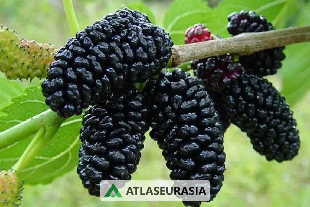 اسانس خوراکی شاه توت