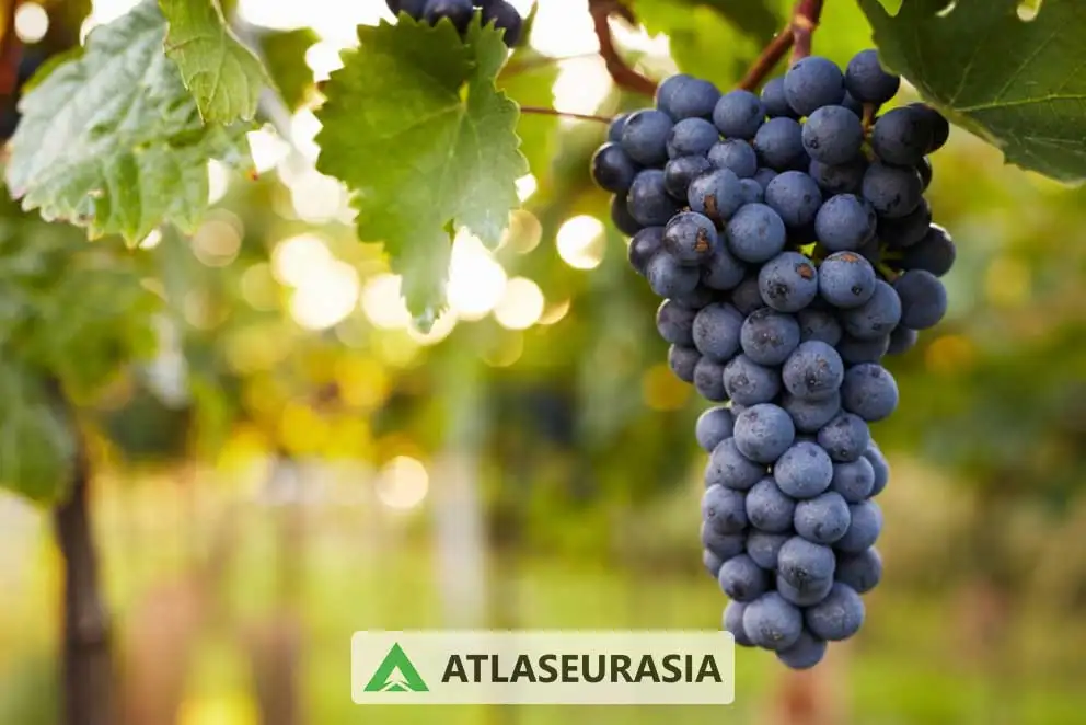 اسانس انگور