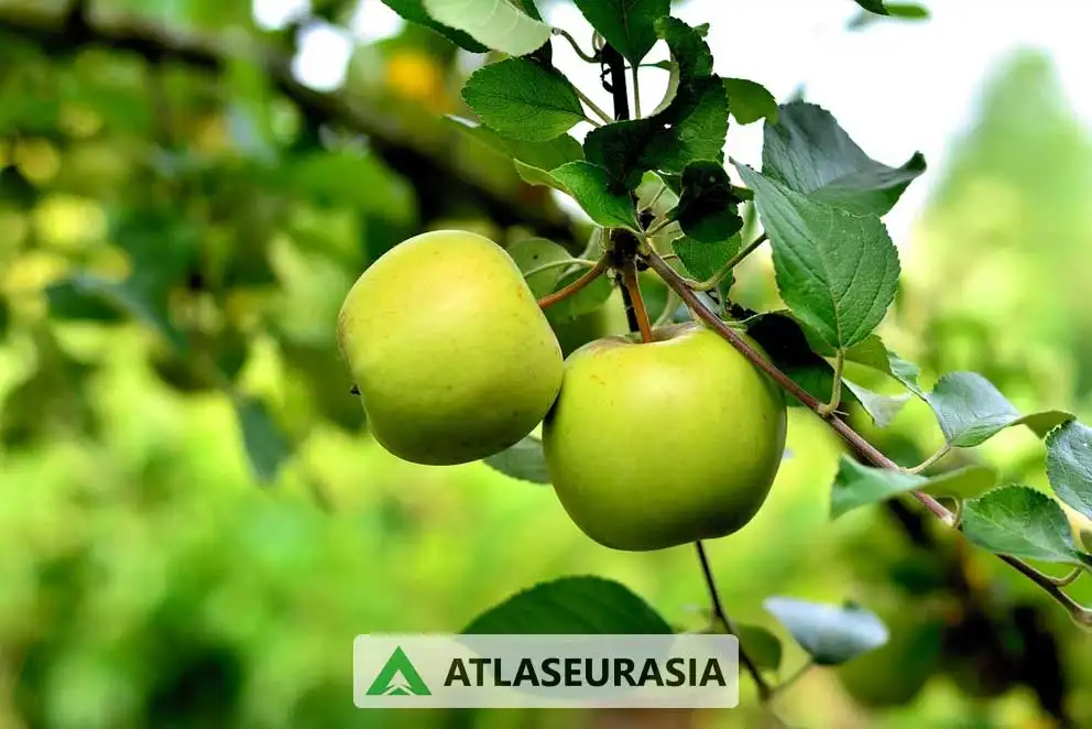 اسانس خوراکی سیب سبز