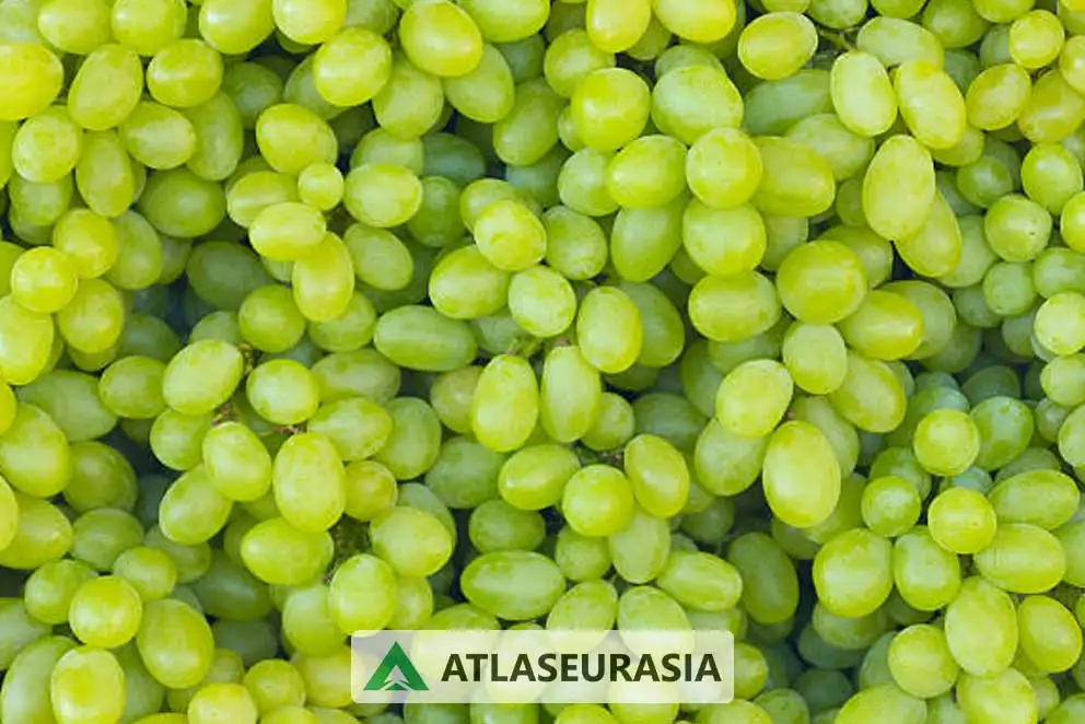 اسانس انگور 