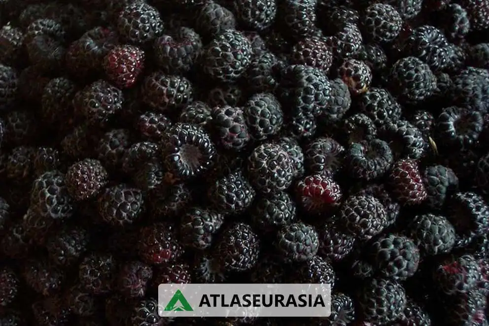 اسانس خوراکی تمشک